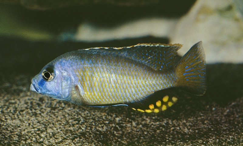 Naevochromis chrysogaster